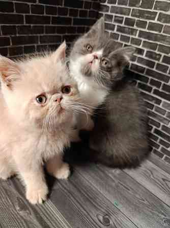 Экзот котенок мальчик Донецк