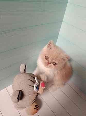 Экзот котенок мальчик Донецк