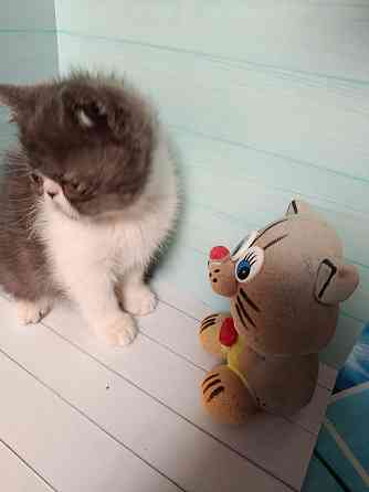 Экзот котенок мальчик Донецк