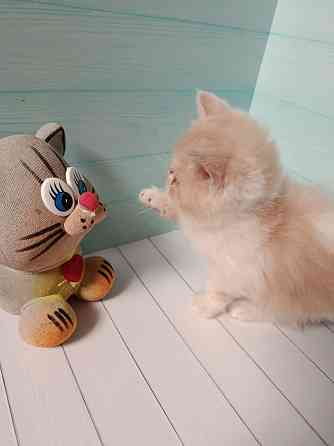 Экзот котенок мальчик Донецк