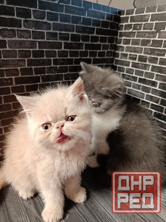 Экзот котенок мальчик Донецк - изображение 3