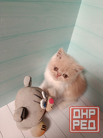 Экзот котенок мальчик Донецк - изображение 5