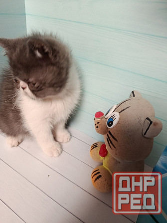 Экзот котенок мальчик Донецк - изображение 2