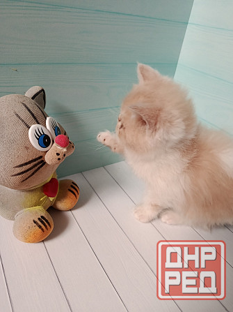 Экзот котенок мальчик Донецк - изображение 4