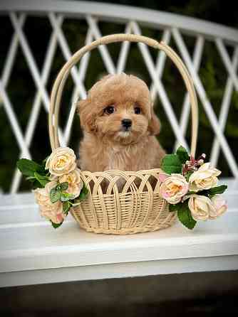 Мальтипу Мини Луганск