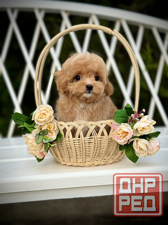 Мальтипу Мини Луганск - изображение 1