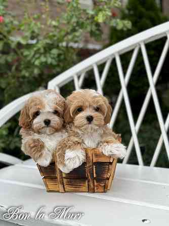 Мальтипу Тэдди мини Донецк