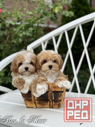 Мальтипу Тэдди мини Донецк - изображение 1