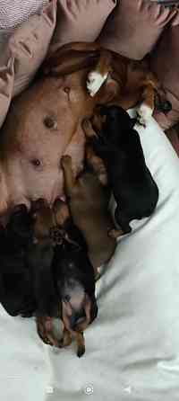 Бронь щенков цвергпинчеров Донецк