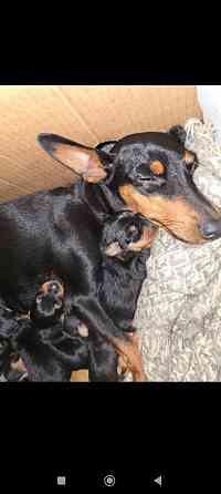 Бронь щенков цвергпинчеров Донецк