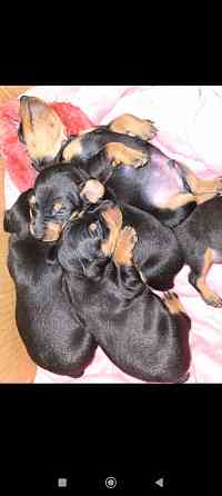 Бронь щенков цвергпинчеров Донецк