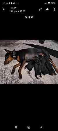 Бронь щенков цвергпинчеров Донецк