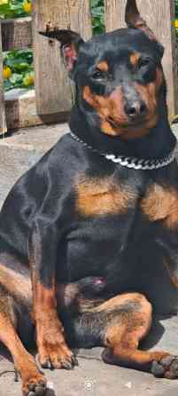 Бронь щенков цвергпинчеров Донецк