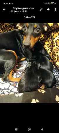 Бронь щенков цвергпинчеров Донецк