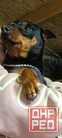 Бронь щенков цвергпинчеров Донецк - изображение 8