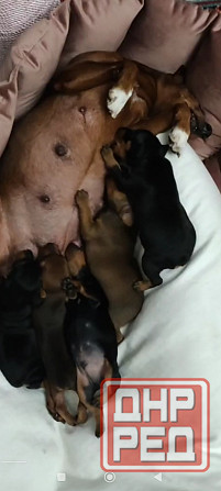 Бронь щенков цвергпинчеров Донецк - изображение 3