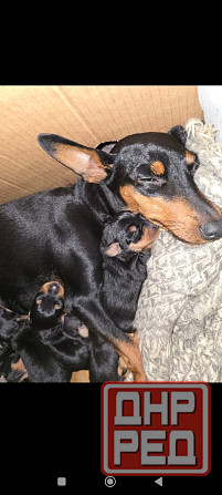 Бронь щенков цвергпинчеров Донецк - изображение 2