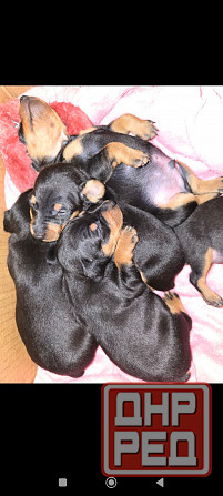 Бронь щенков цвергпинчеров Донецк - изображение 1