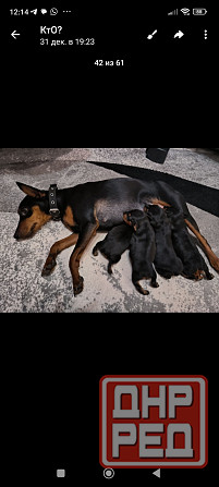 Бронь щенков цвергпинчеров Донецк - изображение 5