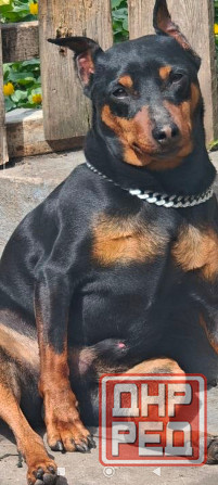 Бронь щенков цвергпинчеров Донецк - изображение 6