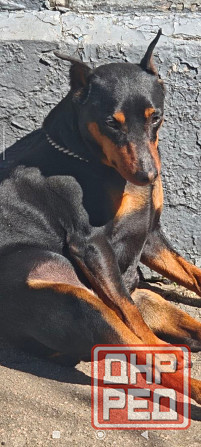 Бронь щенков цвергпинчеров Донецк - изображение 7