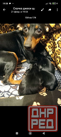 Бронь щенков цвергпинчеров Донецк - изображение 4