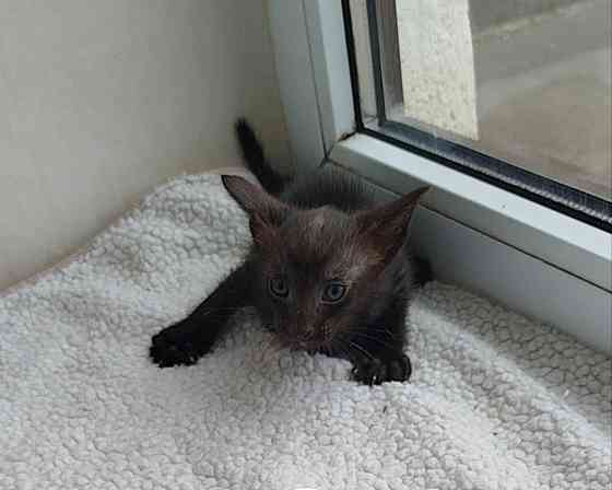 Продаются ориентальные котята Донецк