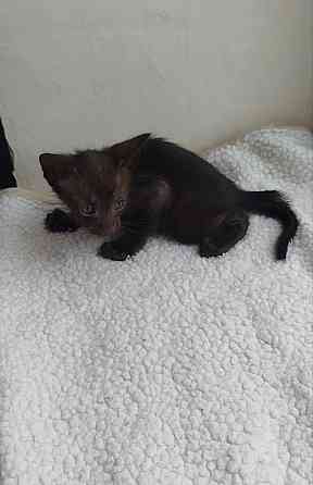 Продаются ориентальные котята Донецк