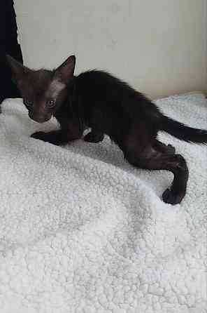 Продаются ориентальные котята Донецк