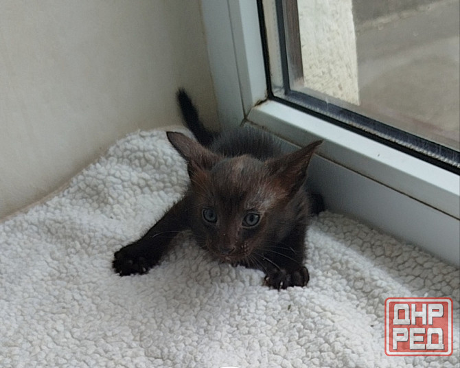 Продаются ориентальные котята Донецк - изображение 4