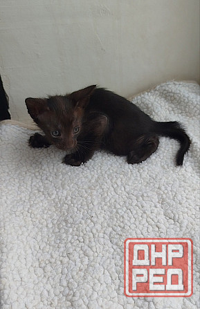 Продаются ориентальные котята Донецк - изображение 2