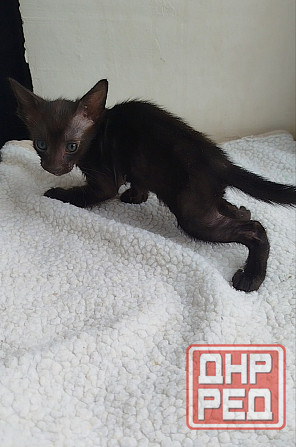 Продаются ориентальные котята Донецк - изображение 3