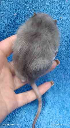 Девочка окрас марбл Донецк