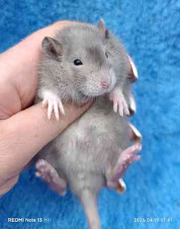 Девочка окрас марбл Донецк