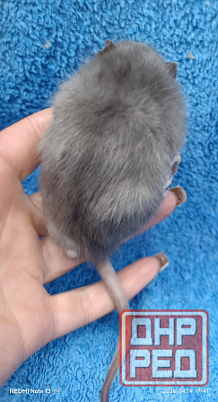 Девочка окрас марбл Донецк - изображение 2