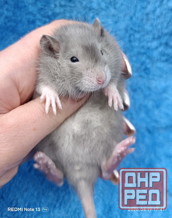 Девочка окрас марбл Донецк - изображение 1