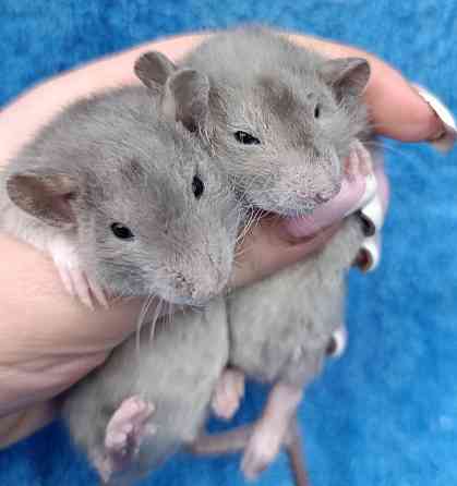 Дамбо Рекс Луганск