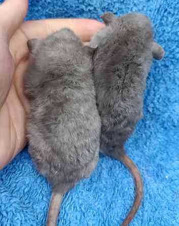 Дамбо Рекс Луганск