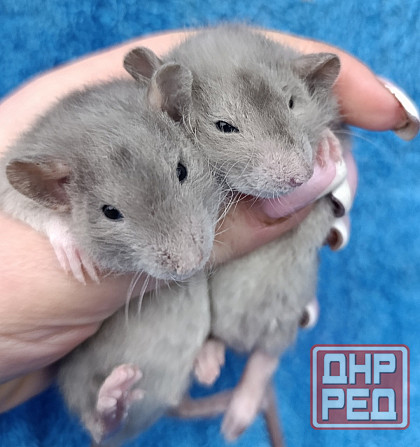 Дамбо Рекс Луганск - изображение 1