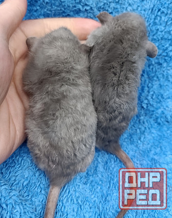 Дамбо Рекс Луганск - изображение 2