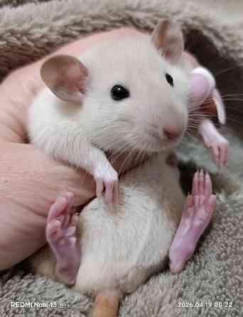 Девочка Дамбо Макеевка