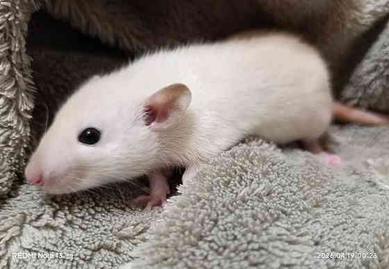 Девочка Дамбо Макеевка