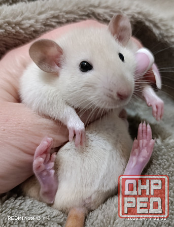 Девочка Дамбо Макеевка - изображение 1