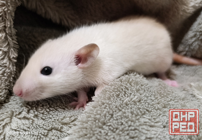 Девочка Дамбо Макеевка - изображение 2