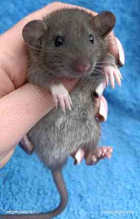 Девочка Дамбо агути Макеевка