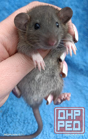 Девочка Дамбо агути Макеевка - изображение 1