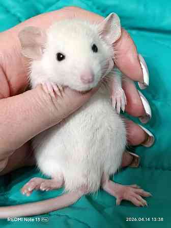 Мальчики и девочки Дамбо Макеевка