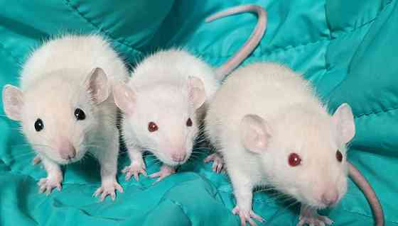 Мальчики и девочки Дамбо Макеевка