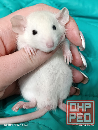 Мальчики и девочки Дамбо Макеевка - изображение 1