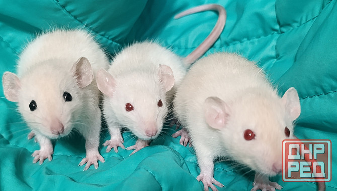 Мальчики и девочки Дамбо Макеевка - изображение 2